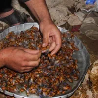 جیرجیرک
