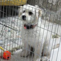 مالتیپو ماده ۳ ماهه