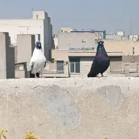 طوقی/ذاغ ابادانی/پرستویی