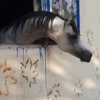 پانسیون و آموزش سوارکاری کردان