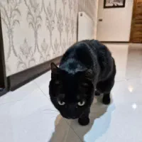 گربه Dsh