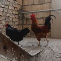مرغ و خروس فروشی