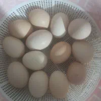تخم مرغ لاری اصیل