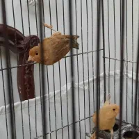 قناری نر سرخ فوق العاده بخون