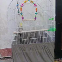 عروس هلندی نره سخنگو  با قفس نو