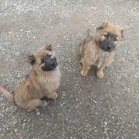 توله نرماده سه ماهه قیمت توافقی