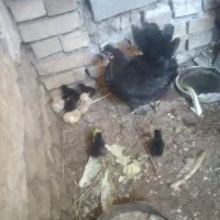 جوجه