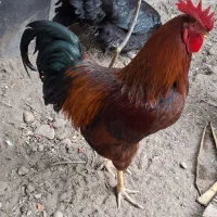 فروش مرغ و خروس
