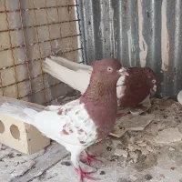 جفت کله سرخ کاکلی
