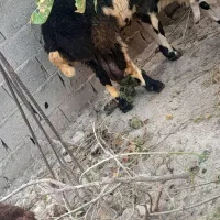 گوسفند
