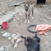 سگ نرده ماهه