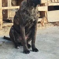 توله سگ نژادپیت کورسو