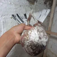 کبوتر|پرنده|ماهدشت, |دیوار