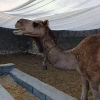 شتر