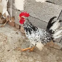 خروس جوان و خوشگل