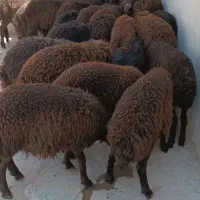 فروش بره نر و ماده