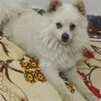 سگ پامر