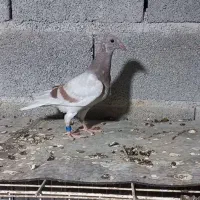 کبوتر جوجه پیازی و غوره پولکی.