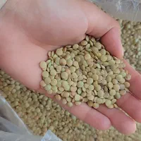 عدس فروشی عمده