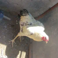 مرغ وخروس
