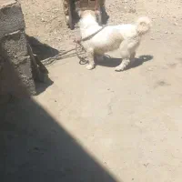 سگ پا کوتاه