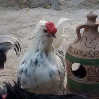مرغو خروس گلین