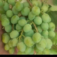 غوره