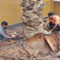 قطع نخل بریدن درخت درآوردن ریشه سم پاشی