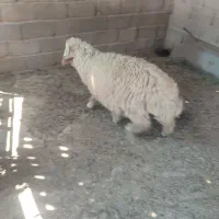 بره نره