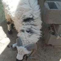 گوراند سالم برای قربانی