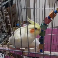 یک جفت عروس هلندی