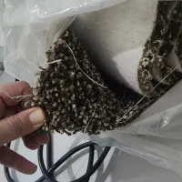 موکت پاللاز