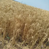 اجاره زمین زراعی  برای گندم