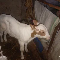 گوساله نر سیمینتال