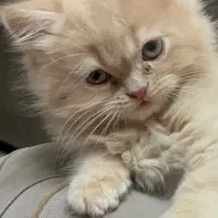 بریتیش شامپاینی خاص