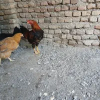 یک عدد خروس ۸ماهه ویک عددمرغ زرد تخم گذار