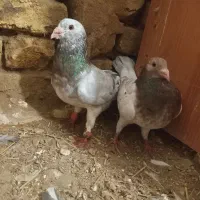 کبوتر آلمانی درجه یک