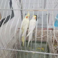 عروس هلندی
