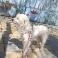 سگ شیتزو تریر ماده