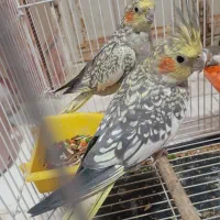 عروس هلندی