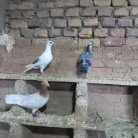 کفتر  سینه کربلایی یهودی دنس نر دردگ