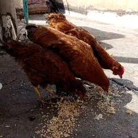 مرغ و خروس کوردی