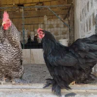 مرغ و خروس کوشین مینیاتوری جوان و اصیل