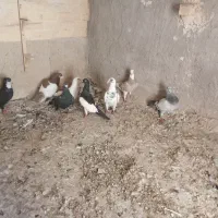 کفتر