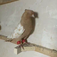 کبوتر رنگی