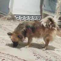 توله پا کوتاه ماده