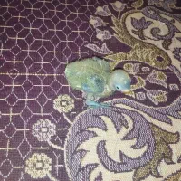 جوجه کوتوله سرلاکی
