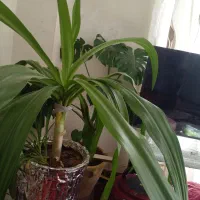 گل اشک مکله مولد