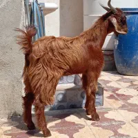 11کهره داشتی