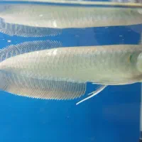 یک عدد ماهی اروانا